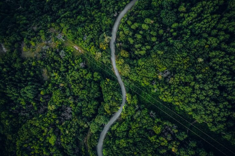 An aerial view of a winding road in the forest.